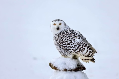 Snowy owl (Nyctea scandiaca), snowy owl, adult, alert, in snow, perch, in winter, Bohemian Forest,