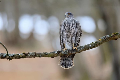 Hawk (Astur gentilis), adult, female, on tree, in winter, alert, Bohemian Forest, Czech Republic,