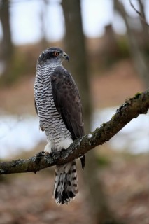 Hawk (Astur gentilis), adult, female, on tree, in winter, alert, Bohemian Forest, Czech Republic,