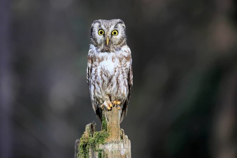 Roughfoot owl (Aegolius funereus), groufoot owl, adult, perch, alert, in winter, Bohemian Forest,