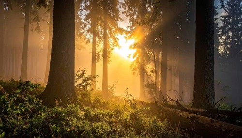 Sunlight streaming through a dense, misty forest, Fog covered forest in summer with mystic golden