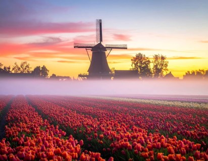 Fog covered landscape in sunrise with tulip fields and windmill in background, AI generated