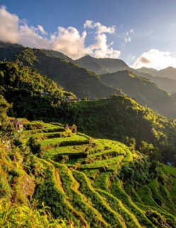 Early morning light bathes Philippines rice terraces cascading down mountain slopes, beautiful