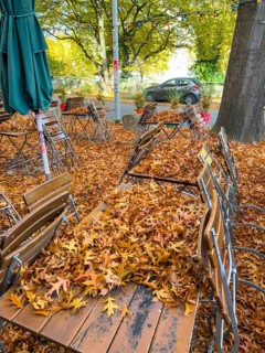 Autumn in town, car parked under deciduous tree, swamp oak, ground and vehicle covered with fallen