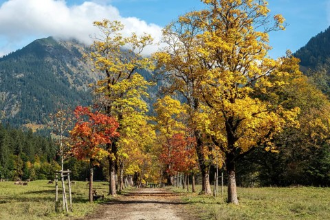 Autumn atmosphere, avenue with autumn-colored sycamore trees, Stillach Valley, near Heini-Klopfer