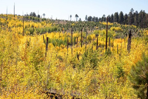 Jacob Lake, Arizona - Aspens show their brilliant fall colors as they revegetate the area burned by