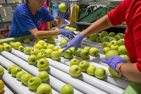 Berrien Springs, Michigan - Fresh apples are sorted and packed at Hildebrand Fruit Farms. Michigan