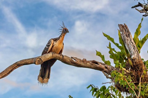 A bird with a feathered cap sits majestically on a branch against a blue sky, the hoatzin