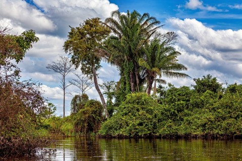 Lush palm trees and green vegetation by the water under a blue, cloudy sky, The pampas swamps in