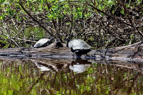 Two turtles on a tree trunk with their reflection in the water in the midst of wild vegetation, The