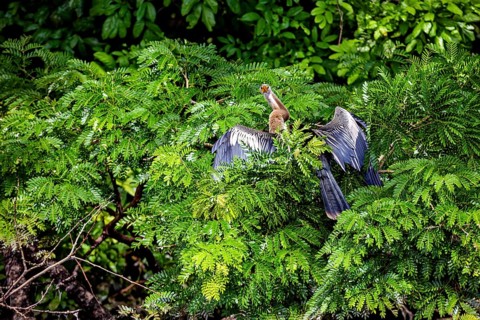 A bird with outstretched wings sits in the lush greenery of a tree, The American Darter (Anhinga