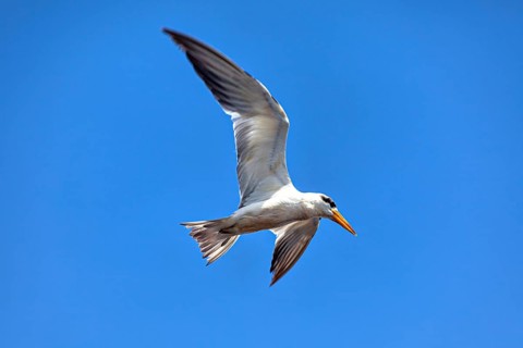 A bird with a yellow beak flies majestically against a clear blue sky, the large-billed tern