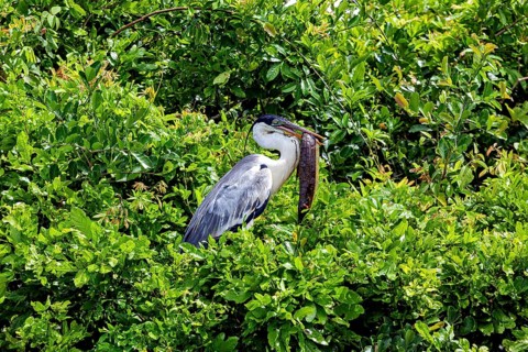 A heron sits quietly amidst dense green foliage, embracing the natural atmosphere, The Cocoi Heron