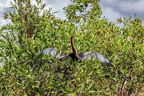 A bird sits with outstretched wings high in dense bushes under a cloudy sky, The American Darter