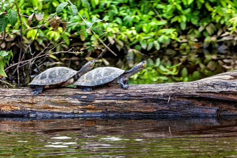 Two turtles on a tree trunk by the water, surrounded by green vegetation and a peaceful atmosphere,