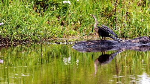 An aquatic bird is reflected in the calm water at the edge of the green shore, the American Darter