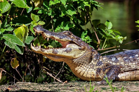 A crocodile with its mouth open in a green environment with plants, The black caiman (Melanosuchus