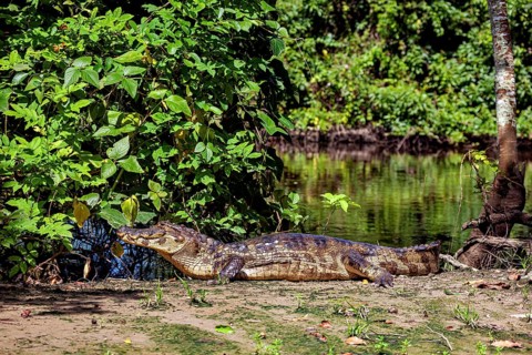 A crocodile on a riverbank in a green, overgrown environment, The black caiman (Melanosuchus