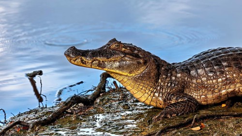 A crocodile rests on the bank of a blue water body, The black caiman (Melanosuchus niger), also