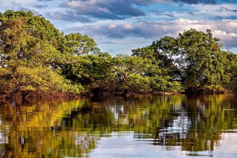 Green trees are reflected in the calm water under a cloudy sky, The pampas swamps in the Amazon