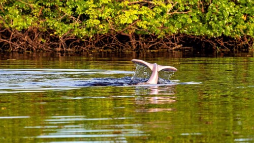 A dolphin tail dives into the calm river water against a lush green backdrop, The Bolivian river