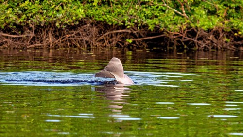 A dolphin shows its dorsal fin in a calm river surrounded by green vegetation, The Bolivian river
