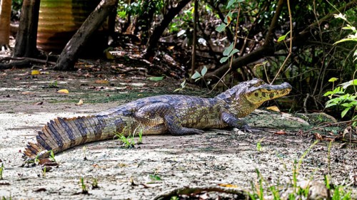 A crocodile lies on the ground surrounded by vegetation, The black caiman (Melanosuchus niger),