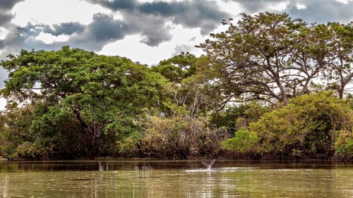 A calm river with overgrown banks and dramatic skies, The Bolivian river dolphin (Inia boliviensis)