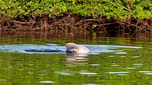 A dolphin emerges from the surface of a green river, The Bolivian river dolphin (Inia boliviensis)