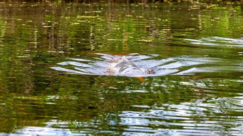 Calm water surface with green reflections of the surroundings, The Bolivian river dolphin (Inia