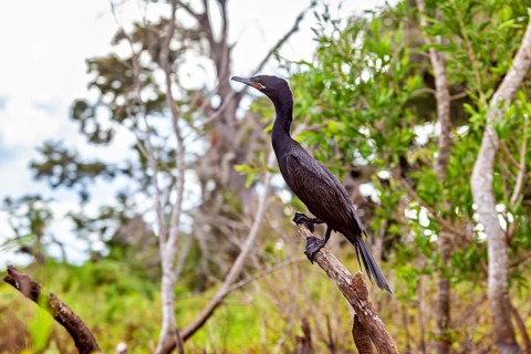 A cormorant sits on a branch in a green forest, The Humboldt Cormorant (Nannopterum brasilianum) in