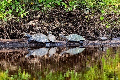 Two turtles on a tree trunk above the calm water with natural elements, The Terekay rail turtle