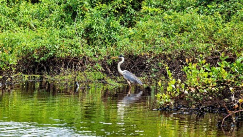 A heron stands on the bank of a body of water, surrounded by green vegetation, The Cocoi Heron