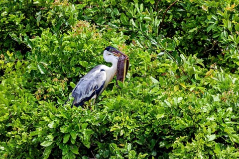 A heron sits quietly amidst dense green foliage, surrounded by the tranquillity of nature, The