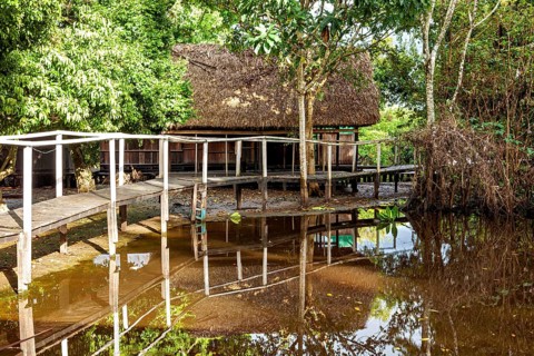 A rustic building in the jungle with a wooden bridge, surrounded by lush trees and water, The