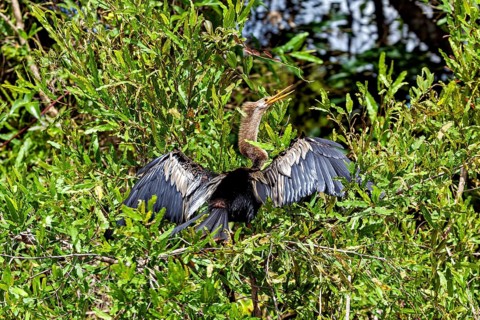 A bird spreads its wings between the green bushes, the American Darter (Anhinga anhinga) in the