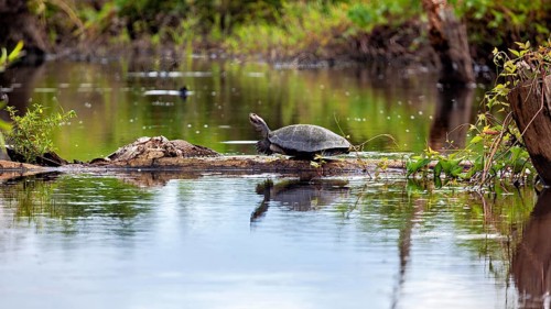 A turtle on a tree trunk at the quiet edge of a pond surrounded by green plants, The Terekay rail