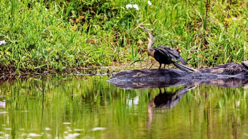 A bird on the bank of a body of water, its reflection in the calm water, The American Darter
