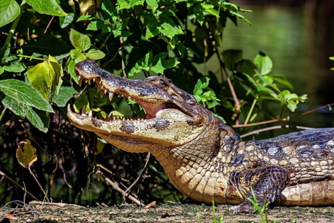 A crocodile with its mouth open lying in a green, natural environment, the black caiman