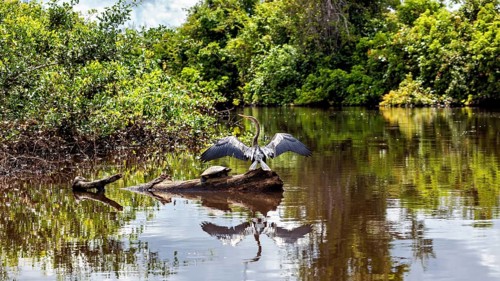 A bird with outstretched wings in the water, surrounded by natural green tones and reflections, The