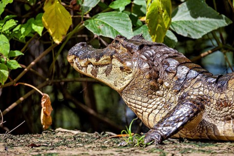 A crocodile's head rises out of the vegetation, illuminated by the sun, The black caiman