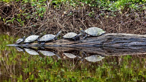 Several turtles lying on a tree trunk above the water, reflected in the water, The Terekay rail