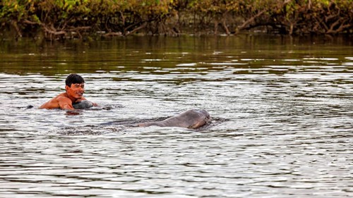 A smiling human swims next to a dolphin in a river, The Bolivian river dolphin (Inia boliviensis)