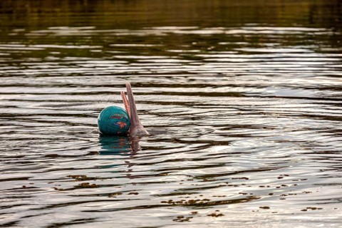 A dolphin balances a ball on the tip of its nose on the river, The Bolivian river dolphin (Inia