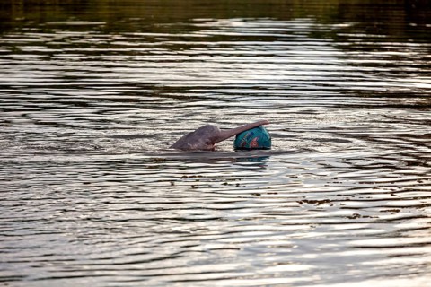 A dolphin plays with a ball on the calm surface of a river, The Bolivian river dolphin (Inia