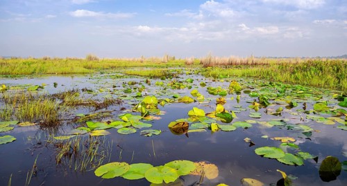 Water lilies (Nymphaeaceae), landscape at Mabamba Swamp, Lake Victoria, Uganda