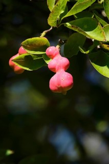 Fruits of the magnolia, September, Germany