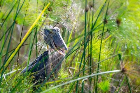 Shoebill (Balaeniceps rex) in the swamps of Mabamba, Lake Victoria, Uganda