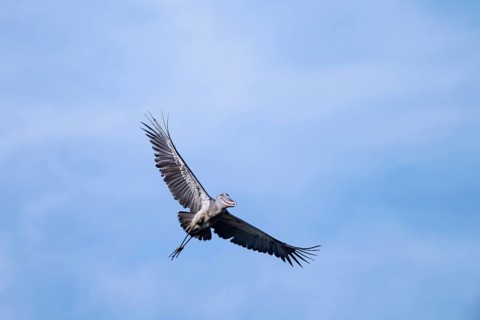 Shoebill (Balaeniceps rex) in flight, bird in the sky, Mabamba, Lake Victoria, Uganda