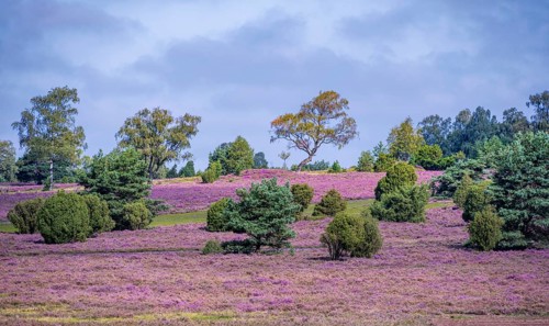 Purple flowering heath, heather and juniper bushes, Lüneburg Heath nature reserve, Lower Saxony,